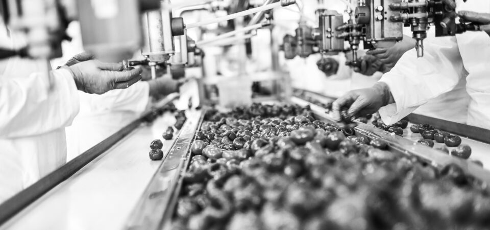 /bynder-asset/bynder:2968A93D-9554-4514-BDD3FCE2A6DE45D0/Landscape_LG/SINGLE-IMAGE_fruit-on-production-line_nov23.png?1749636473000