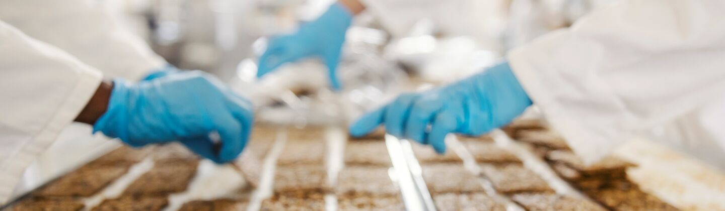 COLOUR-IMAGE_Hands_sorting_bakery_processing_plant_Oct26