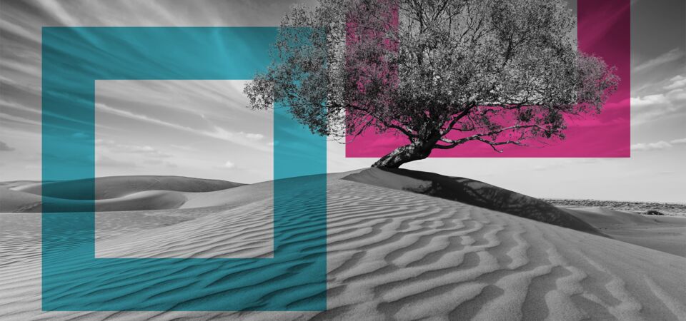 SINGLE-IMAGE_squares-tree-in-desserted-land_may25