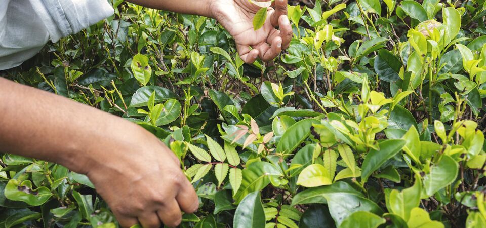 COLOUR-IMAGE_tea-leaf-picking_feb26