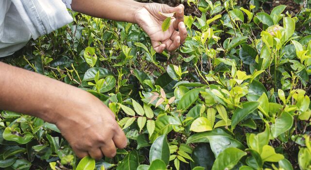COLOUR-IMAGE_tea-leaf-picking_feb26