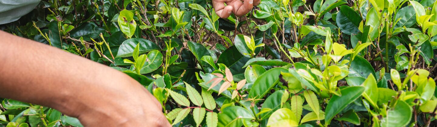 COLOUR-IMAGE_tea-leaf-picking_feb26