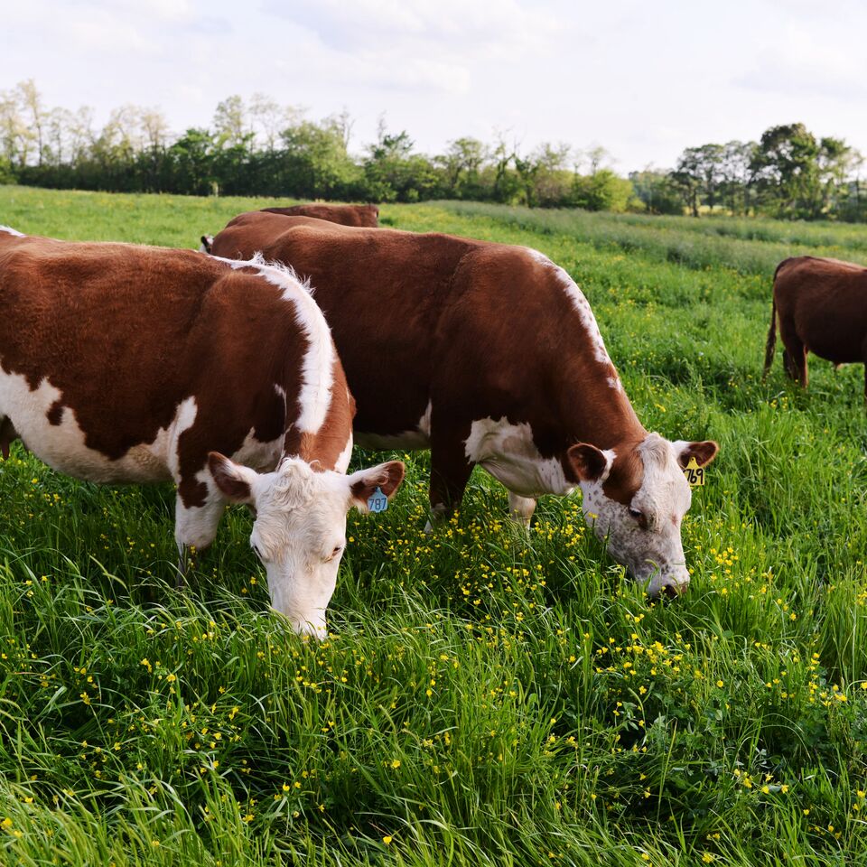 COLOUR-IMAGE_cows-in-grass-field