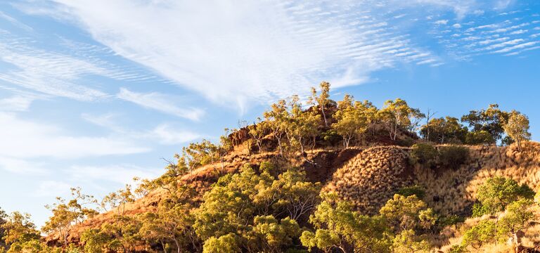 COLOUR-IMAGE_hillside-trees-landscape_JUL26