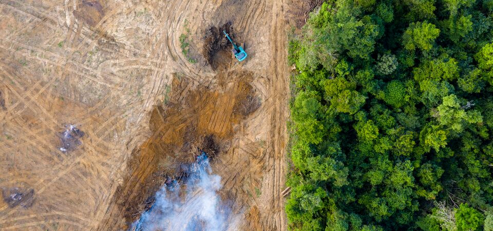 COLOUR-IMAGE_deforestation_june26