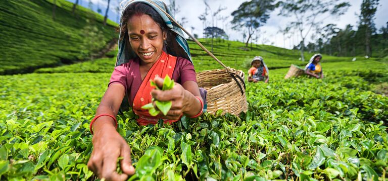 COLOUR-IMAGE_-tea-leaf-harvesting