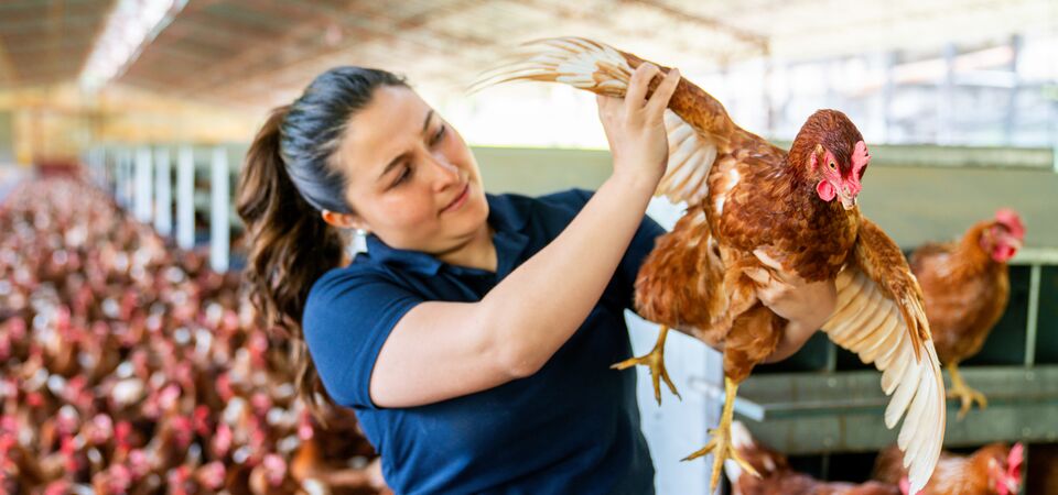 COLOUR-IMAGE_animal-welfare-chicken_feb26