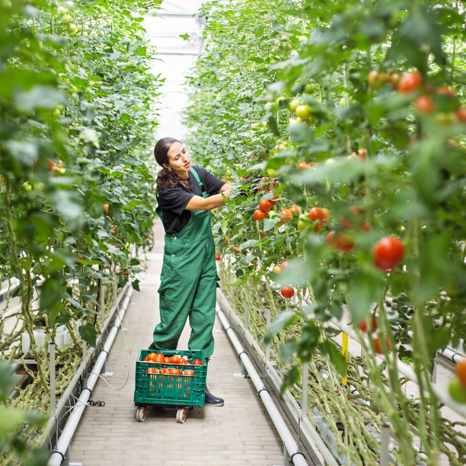 COLOUR-IMAGE_Farming_tomatoes_June26