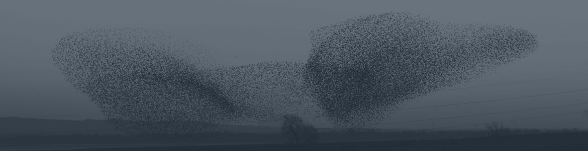 company-culture-lessons-to-be-learned-from-murmuration-of-starlings.png (1)